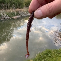 Westin Wiggle Worm Creaturebait 11cm